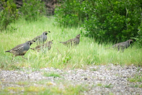 iNaturalist observation photo of California Quail