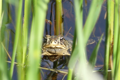 Canadian Toad