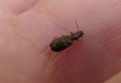 Anomotarus variegatus