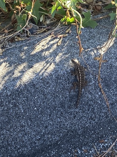 Western Fence Lizard