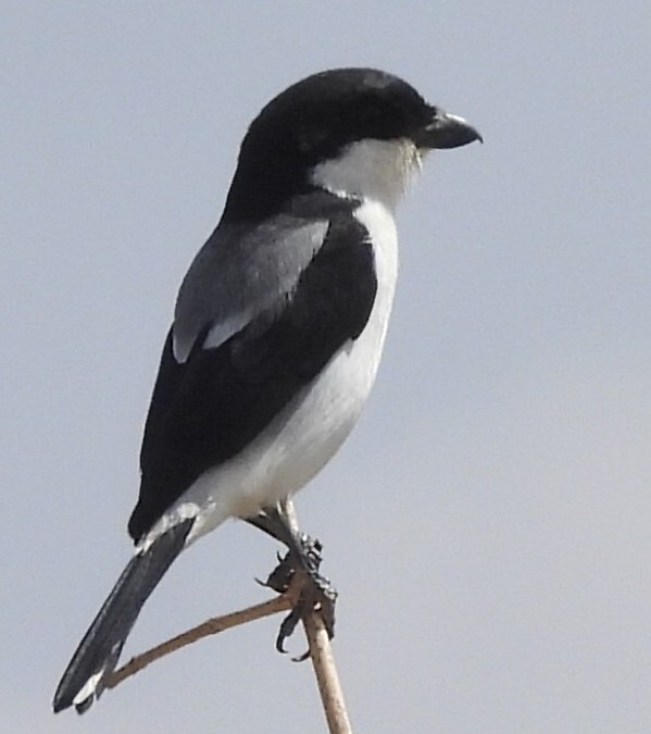 Taita Fiscal (Lanius dorsalis), photo 1
