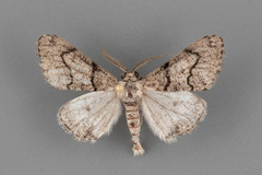 Gabriola minima