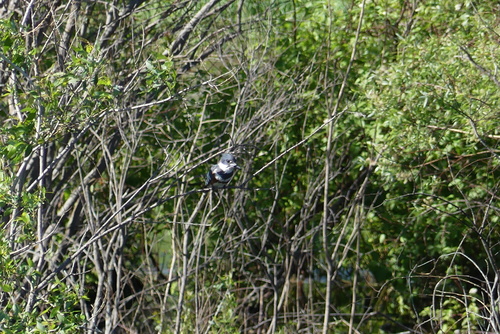 Belted Kingfisher