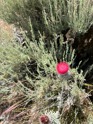 Cobwebby Thistle