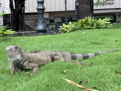 Iguana iguana