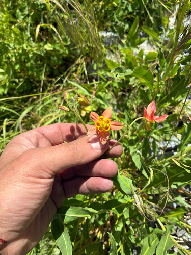 western columbine