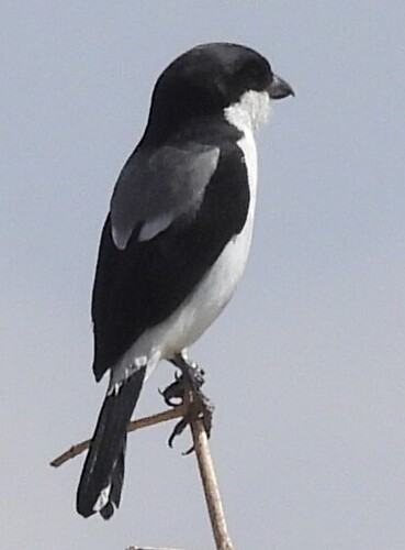 Taita Fiscal (Lanius dorsalis), photo 2