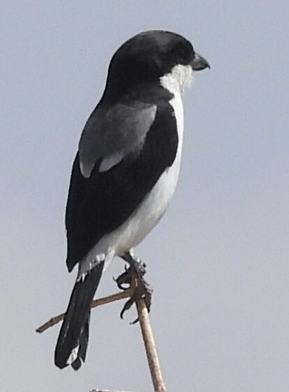 Taita Fiscal (Lanius dorsalis), photo 2