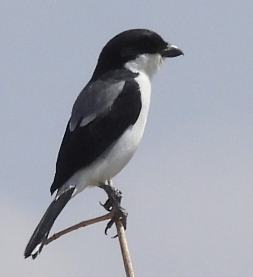 Taita Fiscal (Lanius dorsalis), photo 3