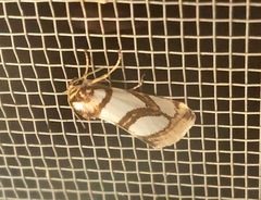 Argentostiria koebelei