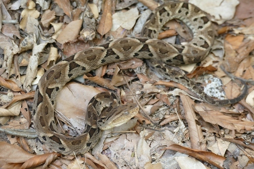 Photo of a Bolivian Lancehead (Bothrops sanctaecrucis)