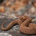 Mexican Dusky Rattlesnake - Photo (c) Jesus Gordolomi Butterball RC, some rights reserved (CC BY-NC), uploaded by Jesus Gordolomi Butterball RC