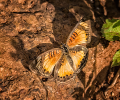 Junonia sophia