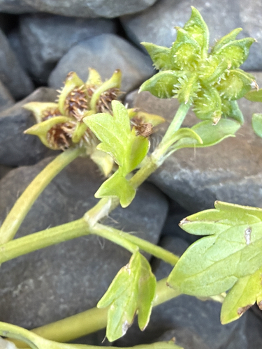Ranunculus muricatus, photograph 4
