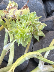 Ranunculus muricatus, photograph (c) Aaron Liston, some rights reserved (CC BY)