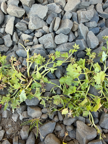 Ranunculus muricatus, photograph 6