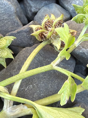 Ranunculus muricatus, photograph 5