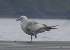 Larus brachyrhynchus