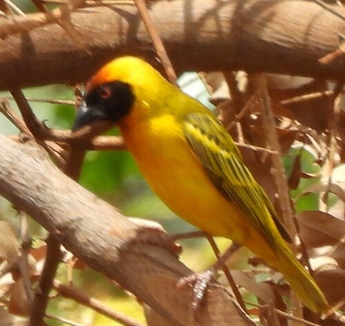Vitelline Masked Weaver (Ploceus vitellinus)
