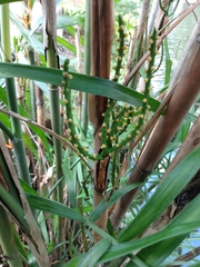 Chamaedorea seifrizii