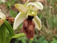 Ophrys exaltata arachnitiformis