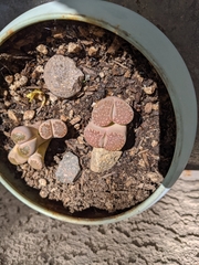 Lithops