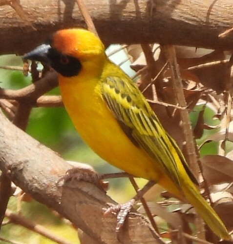Vitelline Masked Weaver (Ploceus vitellinus), photo 2
