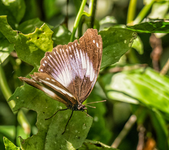 Hypolimnas salmacis magnifica