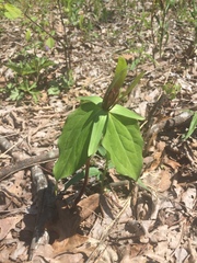 Trillium viridescens