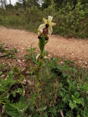 Ophrys exaltata arachnitiformis