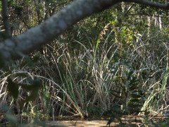 Zizaniopsis miliacea