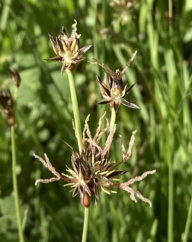 Straightleaf rush (Juncus orthophyllus)