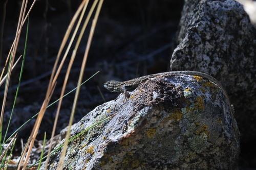 iNaturalist observation photo of Spiny Lizards