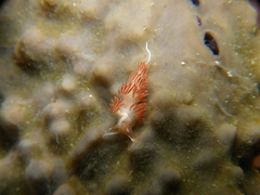 Sakuraeolis enosimensis