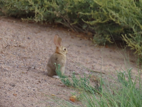 Desert Cottontail