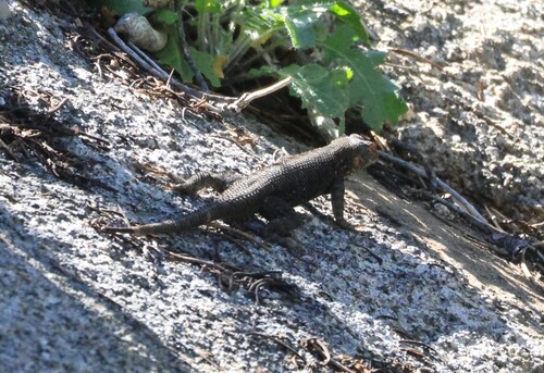 iNaturalist observation photo of Spiny Lizards