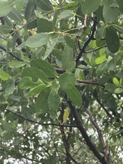 Sonneratia caseolaris