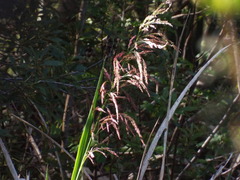 Zizaniopsis miliacea