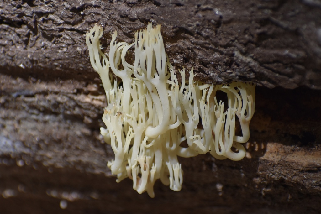 crown-tipped coral fungus · June 2026 · photo: Photo: (c) northerly, some rights reserved (CC BY) · iNaturalist