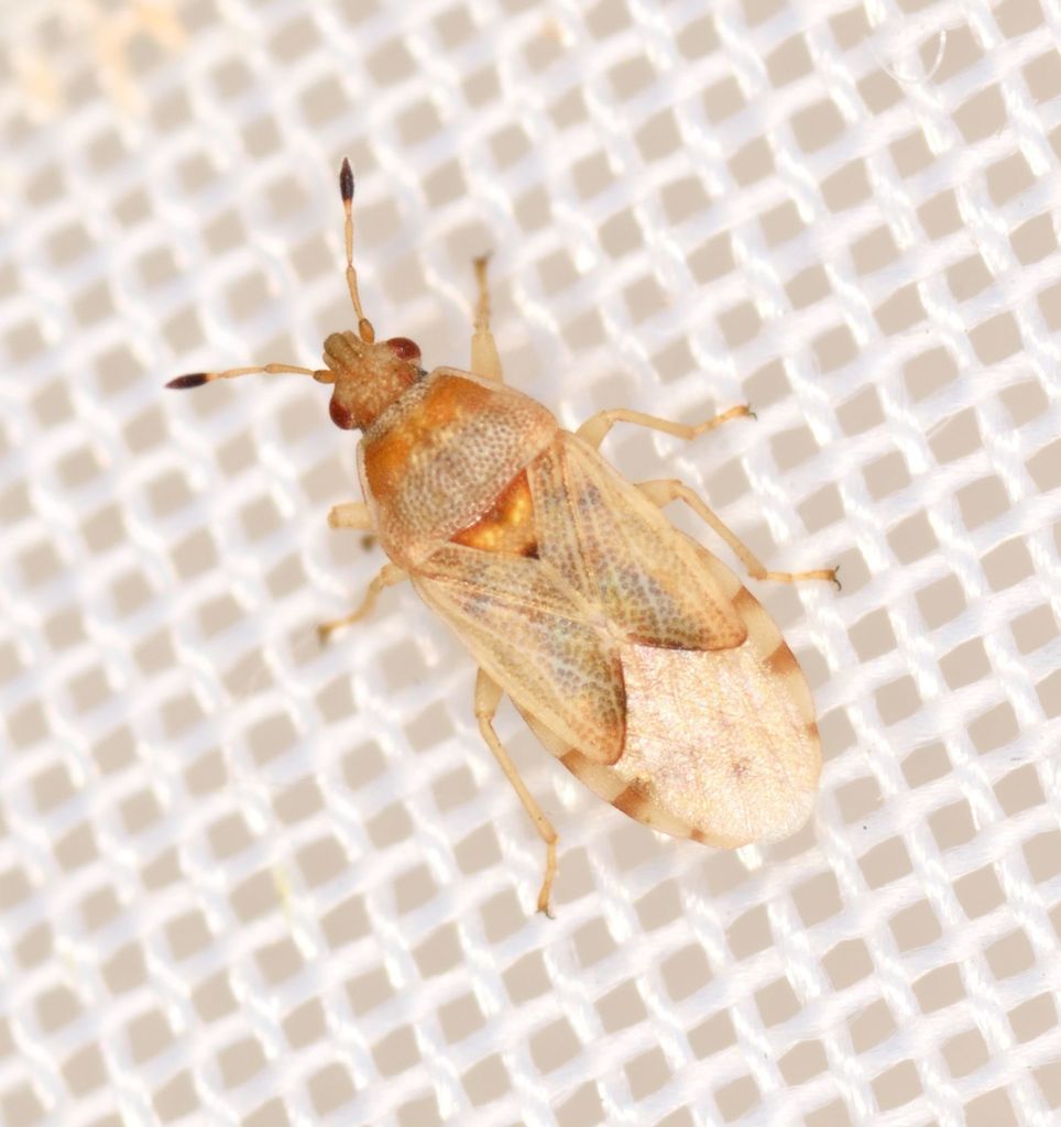 Artheneis