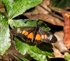 Acraea penelope