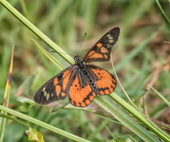 Acraea amicitiae