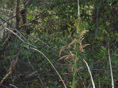 Zizaniopsis miliacea