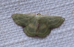 Metallochlora lineata