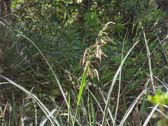 Zizaniopsis miliacea