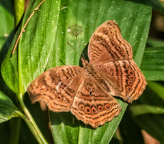 Junonia gregorii