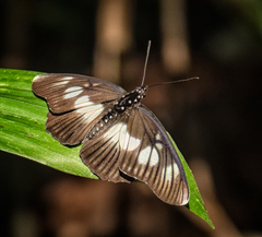 Pseudacraea lucretia