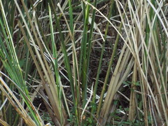 Zizaniopsis miliacea