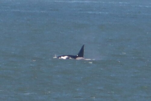 Sighting photo