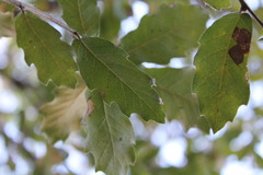 Quercus eduardii